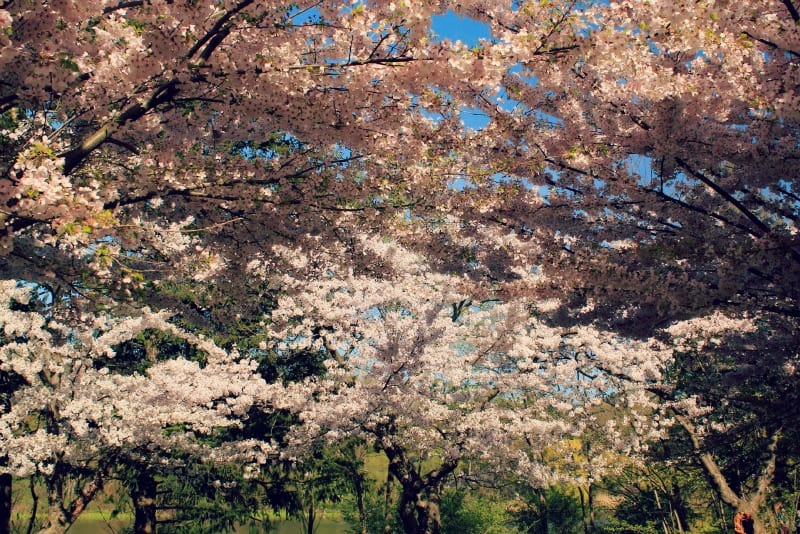 Cherry trees, High Park, Toronto