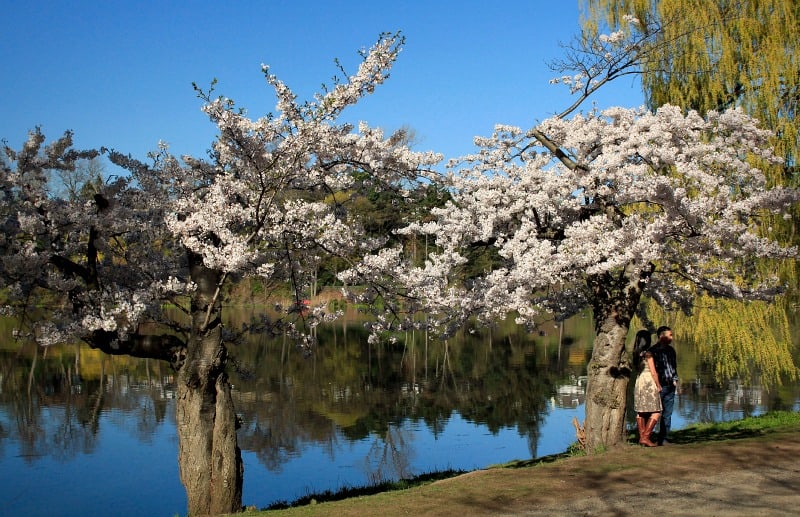 Cherry trees, High Park, Toronto