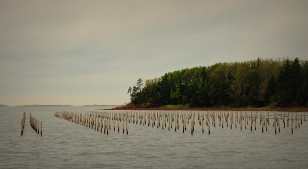 The secret world of oysters in PEI and Ireland