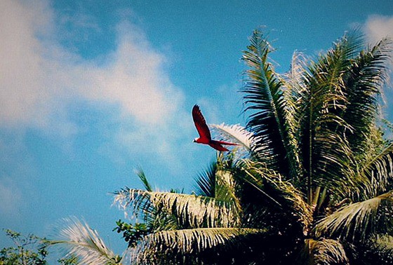 Scarlet Macaw, Costa Rica