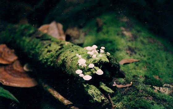 Costa Rica rain forest 