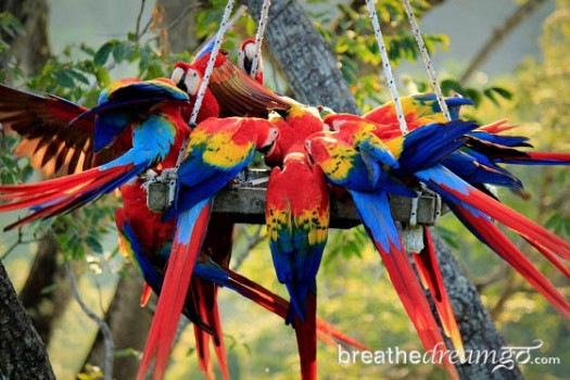 scarlet macaws at The ARA Project, Punta Islita, Costa Rica 