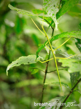 Stick insect, aka walking stick, in Monteverde Cloud Forest Reserve, Costa Rica 