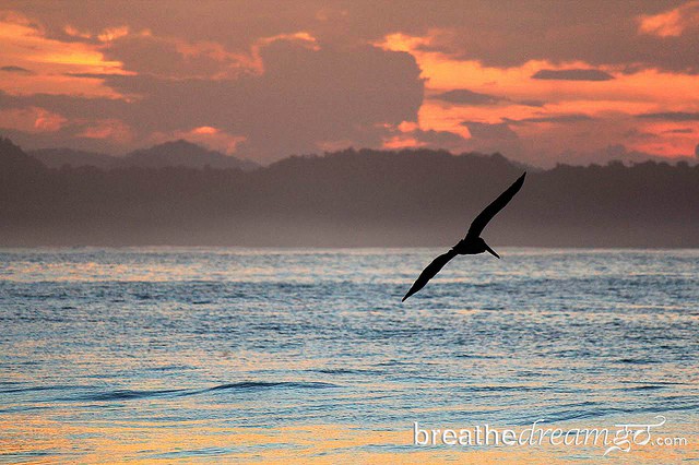 Pelican at sunrise in Costa Rica.