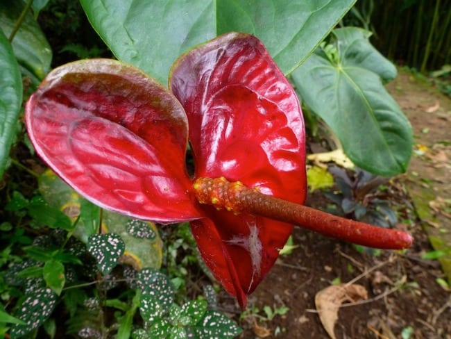 flowers Costa Rica ecotourism