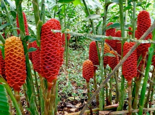 flowers Costa Rica ecotourism