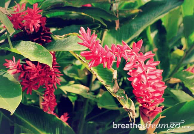 flowers Costa Rica ecotourism 