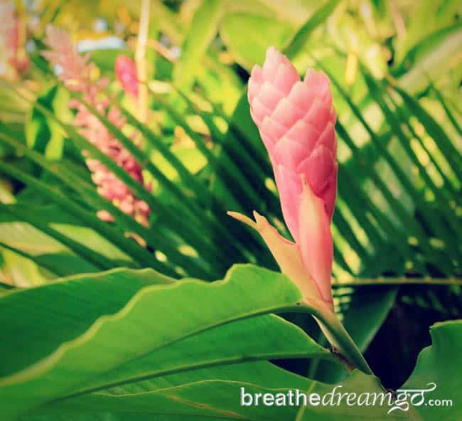 flowers Costa Rica ecotourism Arenal volcano hotspring