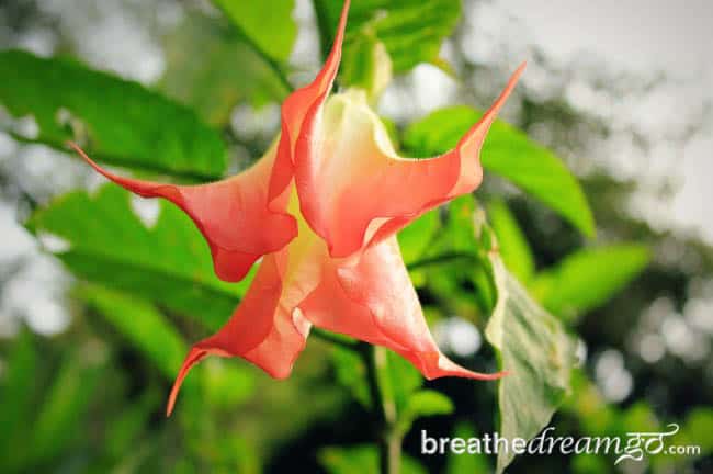 flowers Costa Rica ecotourism