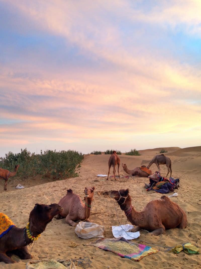 India travel Rajasthan camels desert