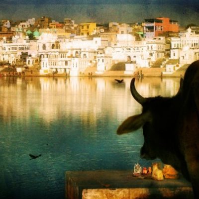Photo of cow in India by Nick Kenrick.