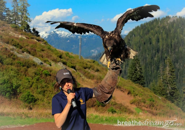 Grouse Mountain, Vancouver, British Columbia, Canada, Explore Canada, wildlife, birds, bears
