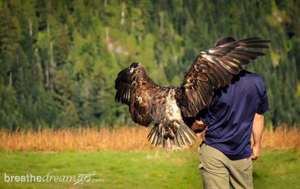 Grouse Mountain, Vancouver, British Columbia, Canada, Explore Canada, wildlife, birds, bears