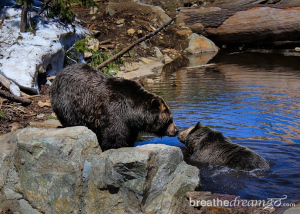 Grouse Mountain, Vancouver, British Columbia, Canada, Explore Canada, wildlife, birds, bears