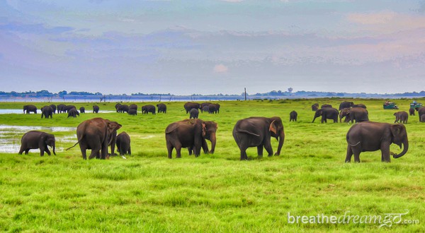 Sri Lanka, TBCAsia, Cinnamon Hotels, Sri Lankan Airlines, elephants, Kaudulla National Park, South Asia