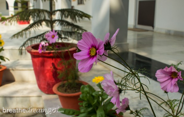 Aurovalley Ashram, yoga, India, travel, food, eating, green, sustainable, flowers