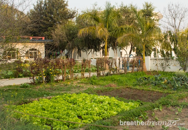 Aurovalley Ashram, yoga, India, travel, food, eating, green, sustainable, trees.