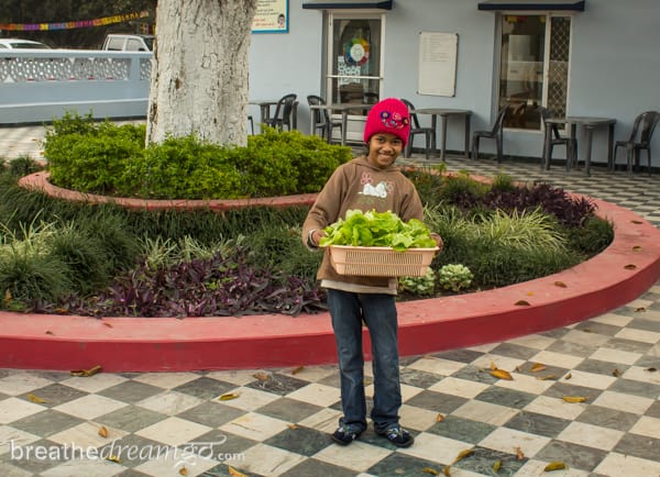 Aurovalley Ashram, yoga, India, travel, food, eating, green, sustainable, lettuce, garden, vegetables