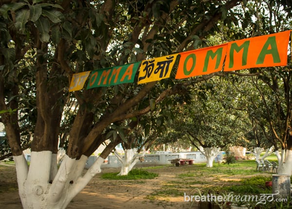 Aurovalley Ashram, yoga, India, travel, food, eating, green, sustainable, trees.