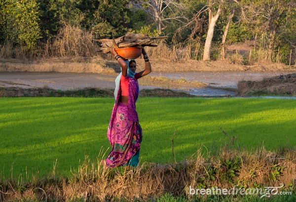 In the rice paddies of Chhattisgarh, India