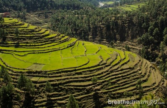 Walking in the Indian Himalayas