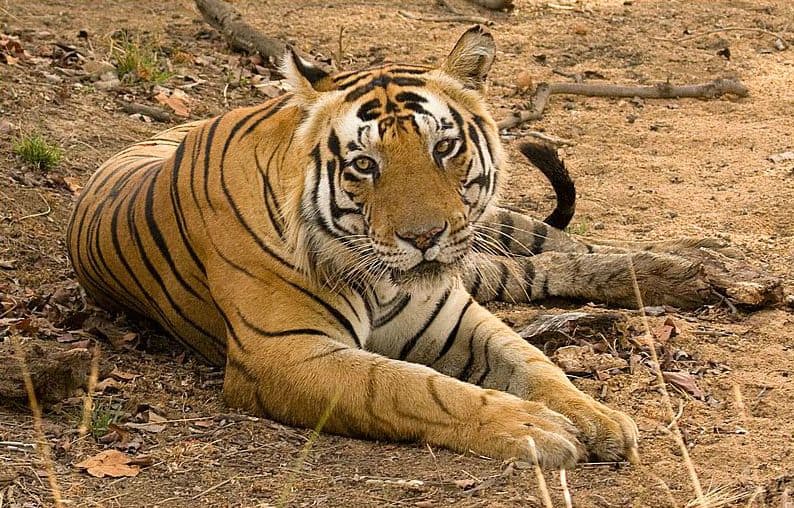 Kumaon, tiger, Jim Corbett, India