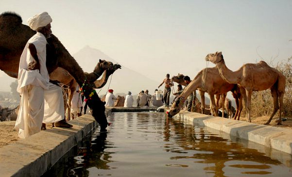 Indian Festivals include Pushkar Camel Fair