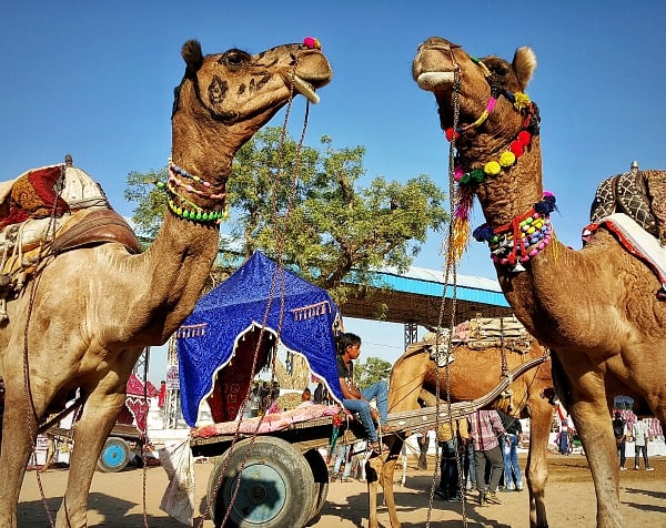 Guide to the Pushkar Camel Fair