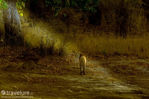 The Jungle Book, India, Madhya Pradesh, Kanha, national park, wildlife, sanctuary, Disney, film, movie, tiger