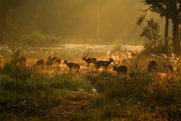 The Jungle Book, India, Madhya Pradesh, Kanha, national park, wildlife, sanctuary, Disney, film, movie, tiger