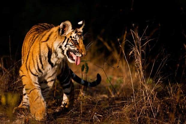 The Jungle Book, India, Madhya Pradesh, Kanha, national park, wildlife, sanctuary, Disney, film, movie, tiger