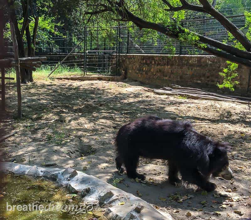 Agra, Taj Mahal, India, travel, tips, advice, help, acid attack, sheroes, animal, rescue, Wildlife SOS, bear, elephant, Chambal Safari Lodge, Holipura, heritage village, sustainable, responsible, forest, river, dolphins, Uttar Pradesh, UP