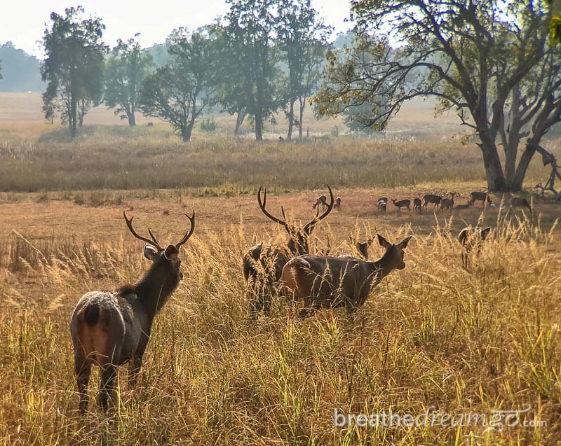 India, travel, tour, small group, Exodus Travels, Exodus, woman, women, solo, tiger, tigers, safari, advice, tips, travel tips, responsible travel, responsible tourism, sustainable