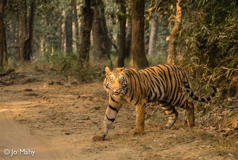 tiger, tigers, India, Madhya Pradesh, safari, Exodus Travels, tour, travel, wildlife, animal, park, tiger reserve, Pench, Bandhavgarh, Kanha, sustainable, responsible