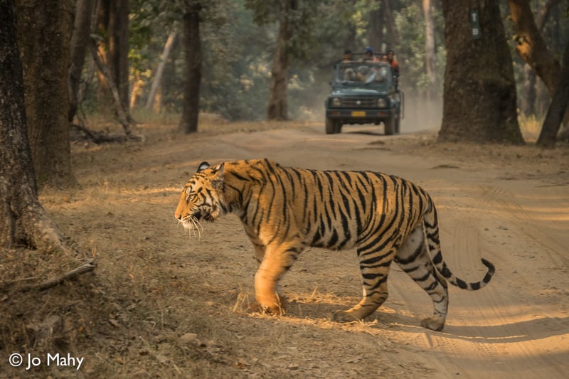 tiger, tigers, India, Madhya Pradesh, safari, Exodus Travels, tour, travel, wildlife, animal, park, tiger reserve, Pench, Bandhavgarh, Kanha, sustainable, responsible