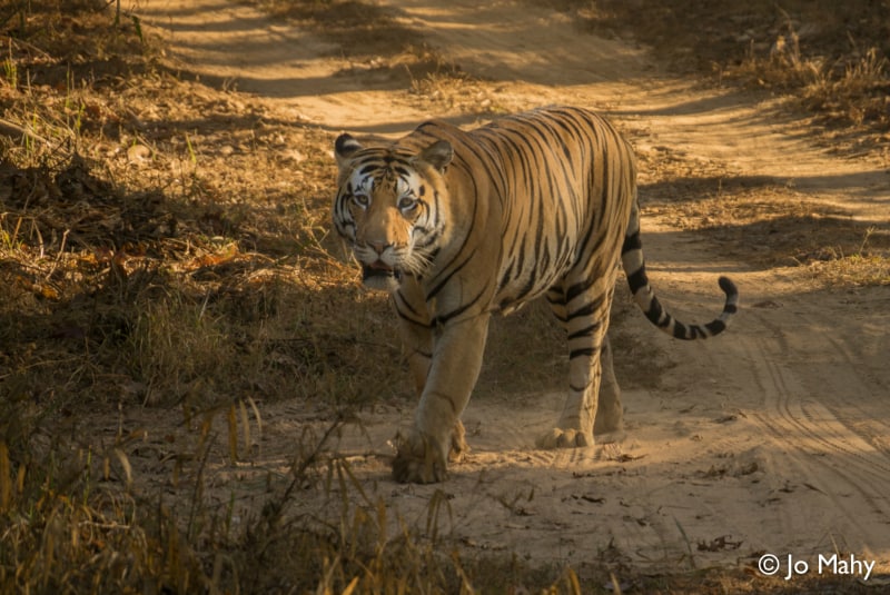 tiger, tigers, India, Madhya Pradesh, safari, Exodus Travels, tour, travel, wildlife, animal, park, tiger reserve, Pench, Bandhavgarh, Kanha, sustainable, responsible