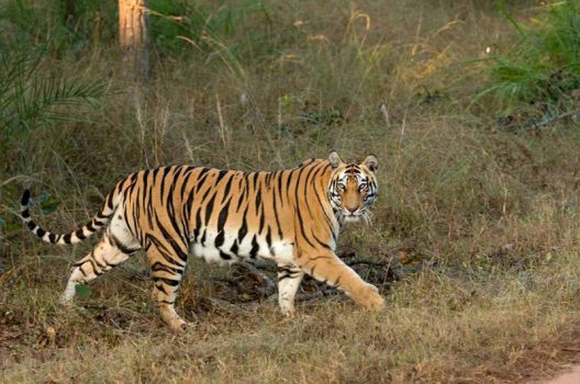 Pugdundee Safaris Lodges: Home base for tiger safaris in India ...