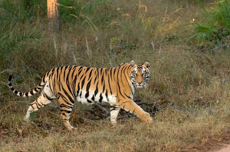 tiger, tigers, India, travel, tour, tourist, park, reserve, Pugdundee, safari, safaris, Kanha, Bandhavgarh, Pench, Madhya Pradesh