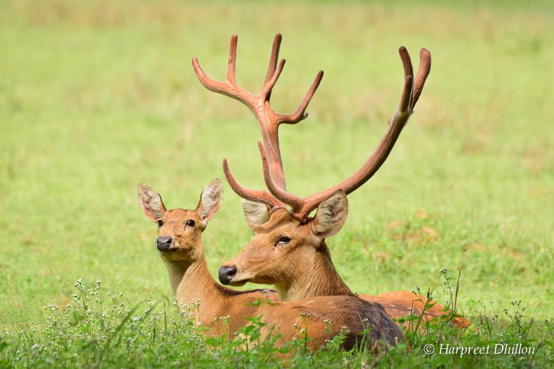 tiger reserves in India, Kanha National Park