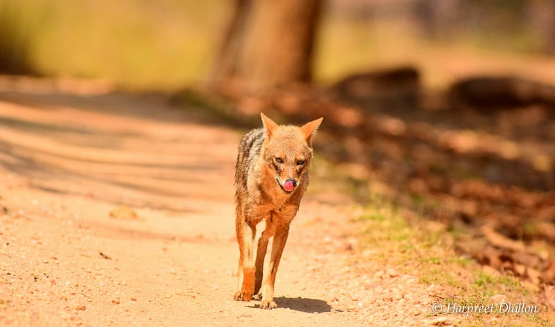 tiger reserves in India, Kanha National Park