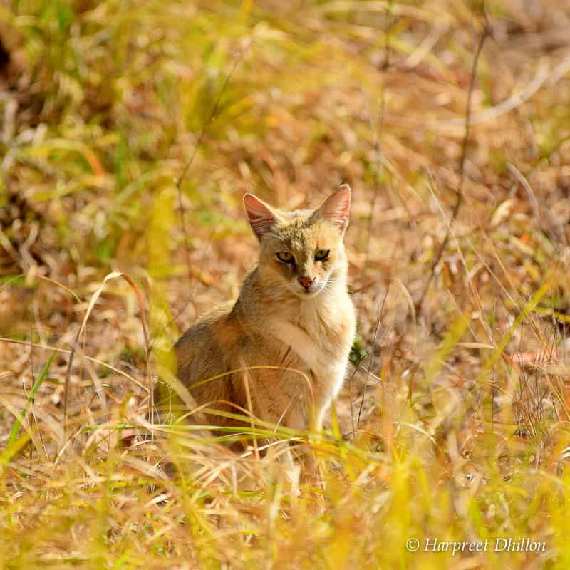 tiger reserves in India, Kanha National Park