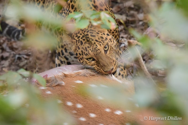 tiger reserves in India, Kanha National Park