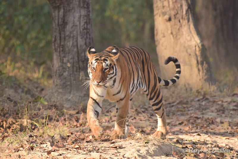 tiger reserves in India, Kanha National Park