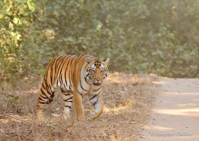 tiger reserves in India, Kanha National Park