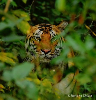 Bengal tiger in Kanha tiger tour, India tour, national parks in India