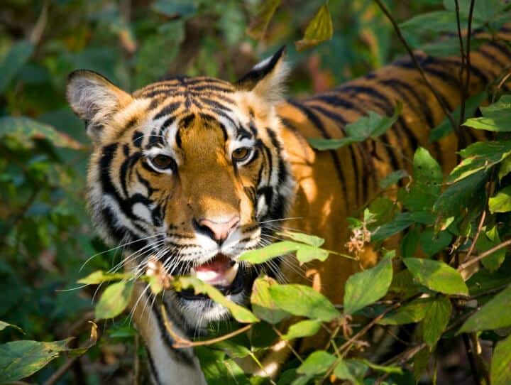 Tiger safari in National Parks in India