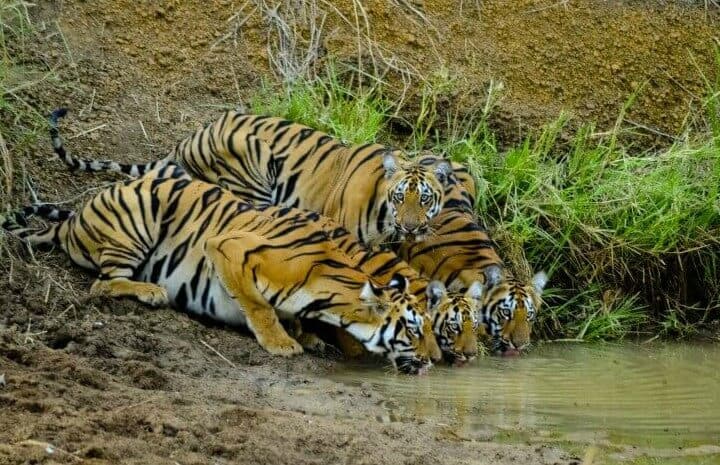 North India, places to visit in India, tourist places in India, tigers