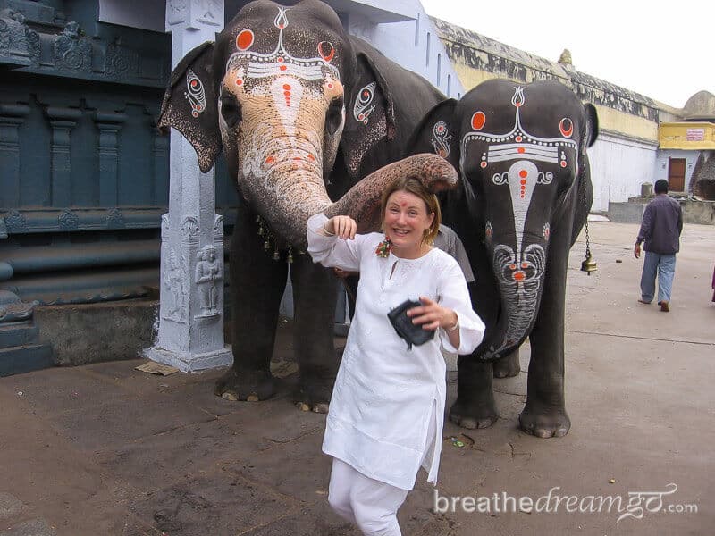 Indian elephant blessing at a temple in India #WorldElephantDay #IndianElephants