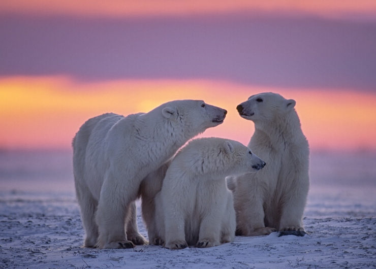Wildlife Canada series: Polar Bears in Churchill