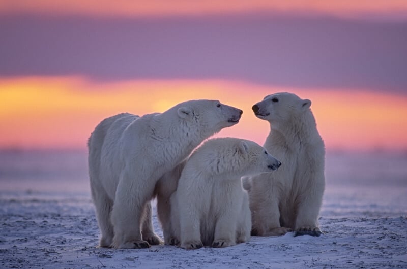 wildlife Canada, polar bears Churchill
